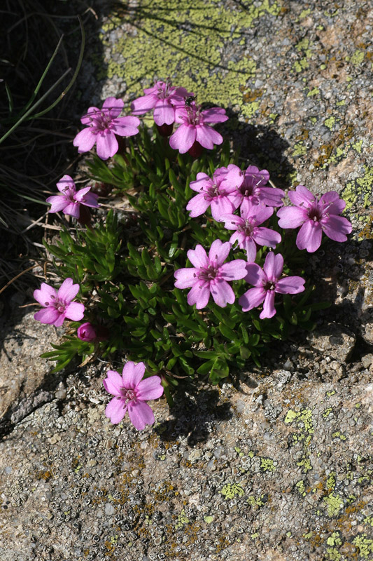 Silene acaulis subsp. cenisia / Silene acaule del Moncenisio